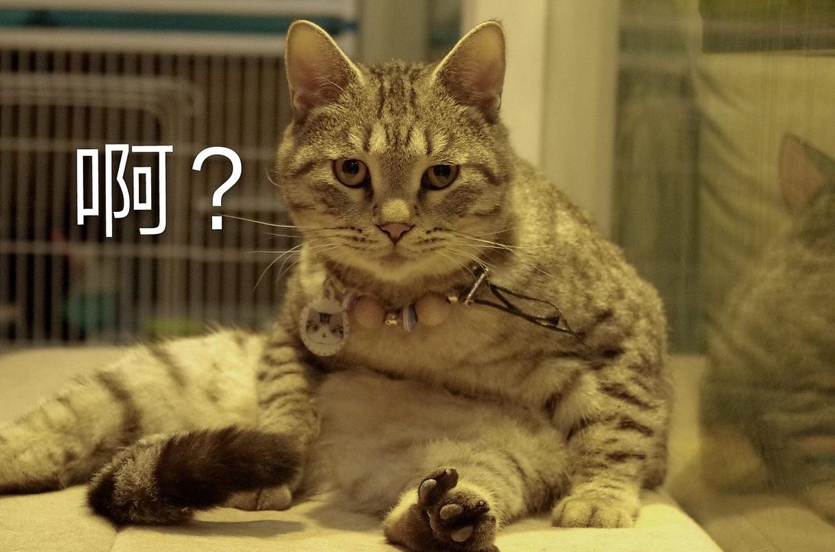 修猫咪的网络用语是什么意思（什么是“喵星人”）
