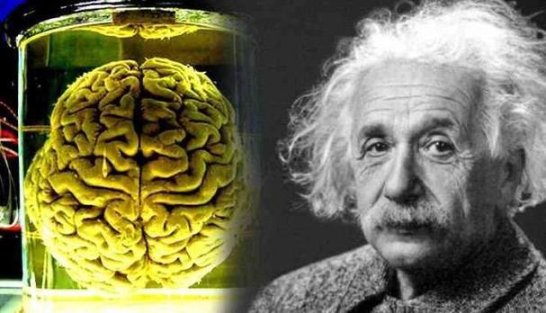 爱因斯坦的大脑开发了百分之几（爱因斯坦的大脑在他的生命中起到了关键作用吗）